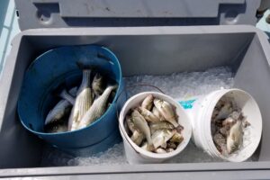 Buckets on ice of freshly caught fish on the charter.