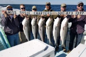 Charter Fishing Chesapeake Bay