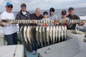 Best-Live-lining-rockfish-charter-fishing-chesapeake-bay-4