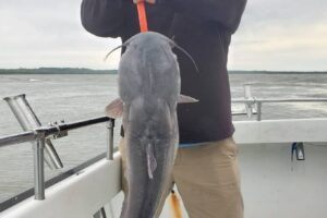 blue-catfish-fishing-chaters-potomac-river-md-va-dc