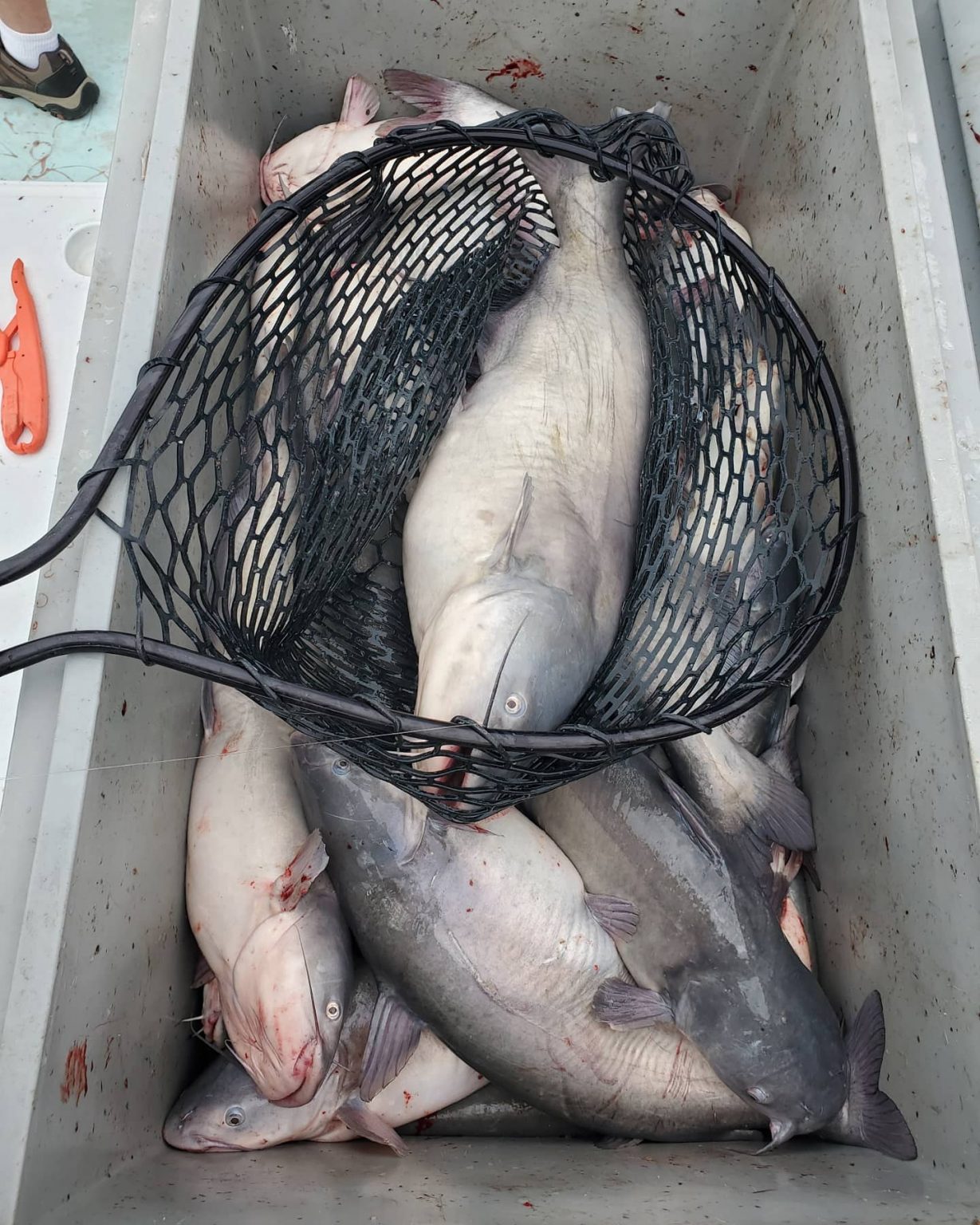 Blue Catfish fishing charters on the Potomac Miss Susie Charters
