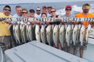Chesapeake-bay-rockfish-charter