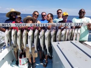 Chesapeake Bay Rockfish charter fishing catch 2021 season