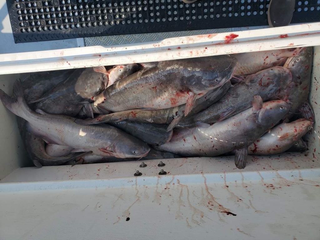 Blue Catfish fishing charters on the Potomac Miss Susie Charters